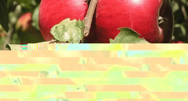 Úplný popis podzimní odrůdy mateřídoušky jabloňové a její vlastnosti