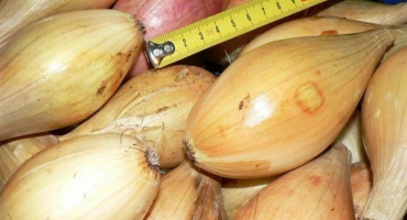 Celá recenze luka bamberger