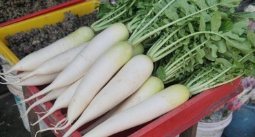 Kompletní přehled vlastností bílé mrkve a jak o ni pečovat