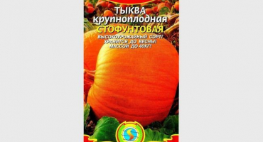 Úplný přehled sto kilové dýně: vlastnosti, výsadba a péče