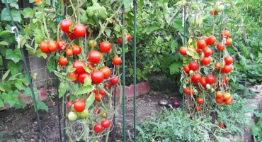 Rajčatový strom je pro zahradníka zázrak