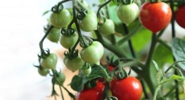 Balkonová zázračná rajčata