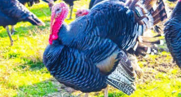 Průjem u krůt - příčiny a léčba