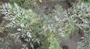 Oblíbené choroby a škůdci mrkve