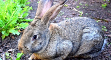 Populární králíci masných plemen
