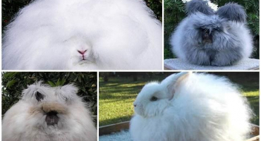 Populární plemena pýřitých králíků, pravidla pro jejich údržbu a péči