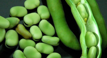 Oblíbené odrůdy fazolí