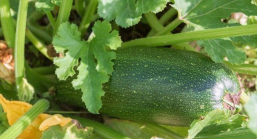 Oblíbené odrůdy cukety pro otevřenou půdu