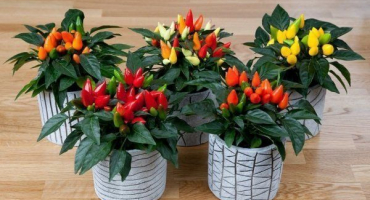 Oblíbené odrůdy pokojových feferonek a technologie jejich pěstování