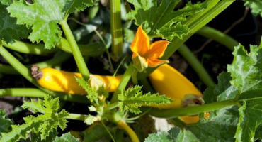 Oblíbené odrůdy žluté cukety