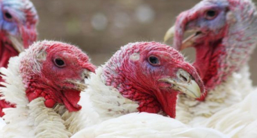 Highbride konvertor krůtího plemene - klady a zápory chovu