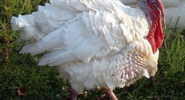 Krůtí plemeno victoria