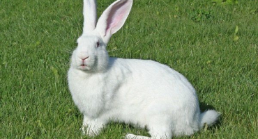 Plemeno bílého obřího králíka: vlastnosti, obsah a chov