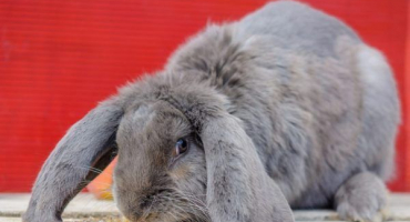 Králičí plemeno francouzského berana