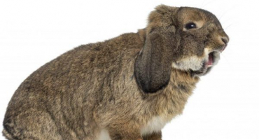 Králičí plemeno německý rizen