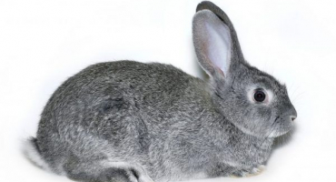 Králičí plemeno stříbrné