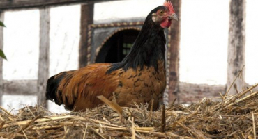 Kuřecí plemeno forverk