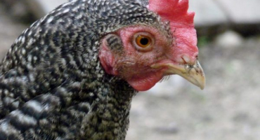 Kukaččí plemeno mechelen