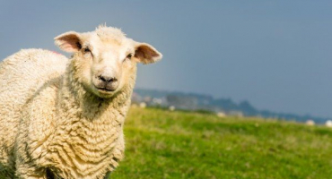 Plemeno ovcí romney marsh: popis vzhledu a obsahu