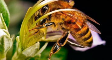Plemeno severní včela: vlastnosti chovu a medu