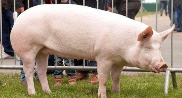 Plemeno prasete yorkshire