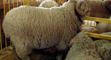 Plemeno ovcí s jemnou vlnou: popis odrůd a šlechtitelských znaků