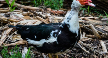 Indo-kachní plemena