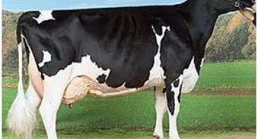 Plemena krav: hovězí, mléčné a kombinovaného směru