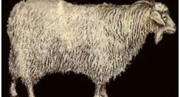 Plemena koz a jejich vlastnosti