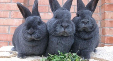 Plemena králíků: jaké existují druhy?