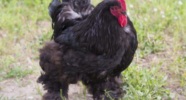 Plemena kuřat s chlupatýma nohama