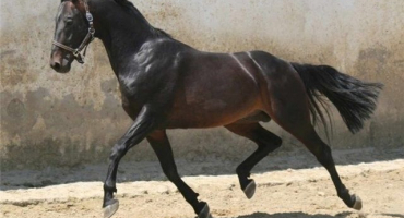 Plemena koní: co jsou?