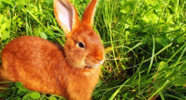 Plemena červených králíků