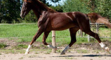 Plemena jezdeckých koní: přehled a charakteristika
