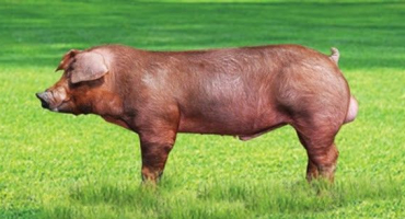 Duroc selata