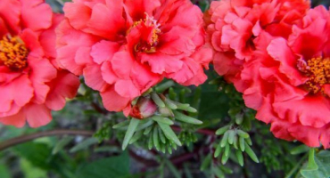 Portula velkokvětá - popis květiny a pravidla pěstování