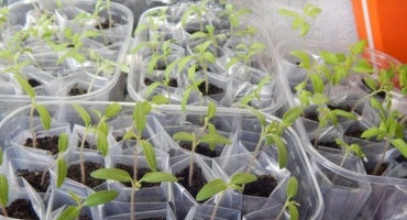 Výsadba a tipy pro pěstování rajčat podle metody galina kizima