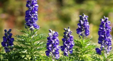 Výsadba a péče o akonit na volném poli, způsoby pěstování a množení