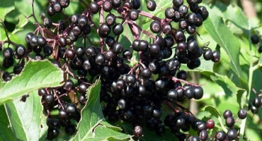 Výsadba a péče o černý bez, popis odrůd, rozmnožování a pěstování