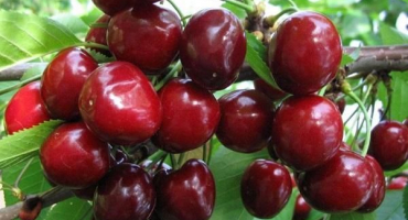 Výsadba a péče o třešně na sibiři, výběr odrůd a pěstitelské chyby