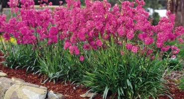 Výsadba a péče o květinu lychnis na otevřeném poli, popis druhů