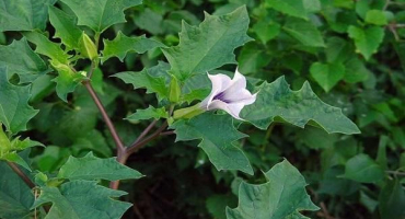 Výsadba a péče o dekorativní drogy, nejlepší odrůdy a pravidla pěstování