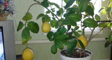 Výsadba a péče o domácí citrony, jak často zalévat a čím krmit za pokojových podmínek