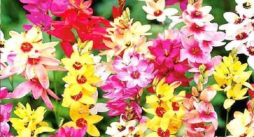 Výsadba a péče o ixia na otevřeném poli, kultivační prvky