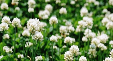 Výsadba a péče o jetel, popis 25 nejlepších odrůd a druhů