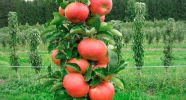 Výsadba a péče o sloupovité jabloně na sibiři, pěstování a nejlepší odrůdy