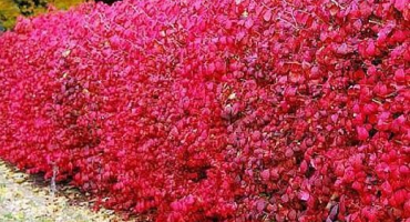 Výsadba a péče o keře dřišťálu na volném poli, rozmnožování a pěstování