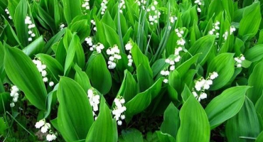 Výsadba a péče o konvalinky ve volném terénu, druhy a odrůdy