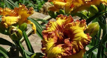 Výsadba a péče o denivky na otevřeném poli, pěstování a příprava na zimu