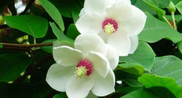 Venkovní výsadba a péče o magnólii, způsoby chovu